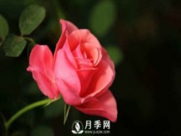 月季，又叫月月紅，花中皇后，四季常開(kāi)