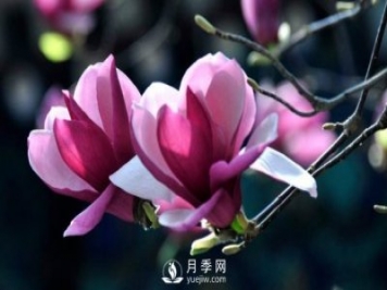 如何繁殖栽培紅玉蘭？