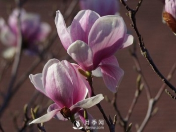 如何預防紅玉蘭大斑病的發(fā)生？
