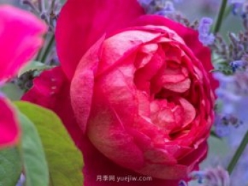 推薦3個(gè)月季品種優(yōu)缺點(diǎn)，不容錯過(guò)的珍品月季