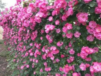 推薦3種爬藤月季，花園里輕松打造漂亮花墻