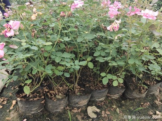 養盆花月季一般這幾點(diǎn)做好，月季開(kāi)花也不愁了(圖1)
