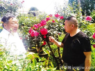 南陽(yáng)月季大師里的父子兵： 匠心承一脈 蒔花弄草人(圖1)