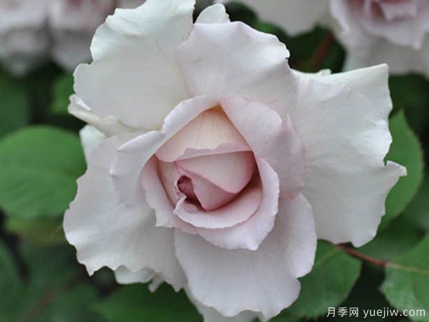 推薦8個(gè)高顏值月季品種，皮實(shí)抗性強的開(kāi)花機器(圖5)