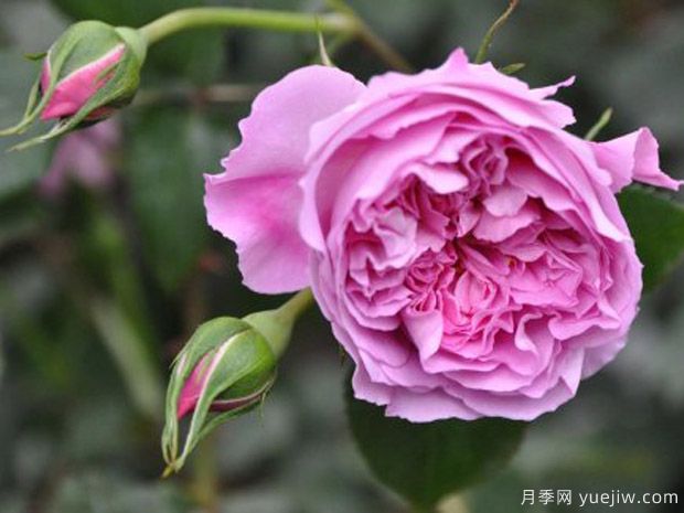 治療天使拉斐爾月季的優(yōu)缺點(diǎn)是什么？(圖1)