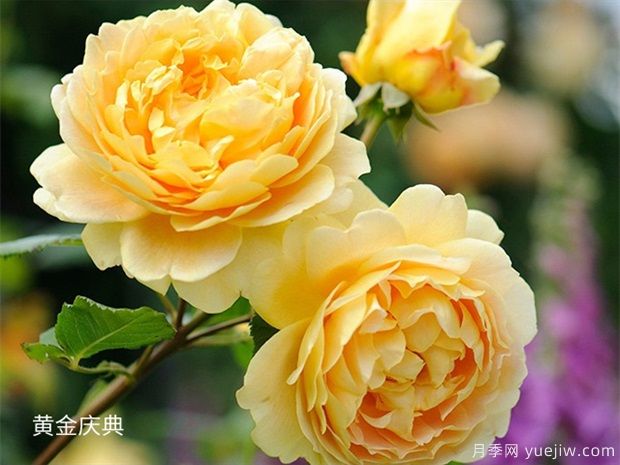 推薦給新手10大藤本月季品種，輕松選擇(圖3)