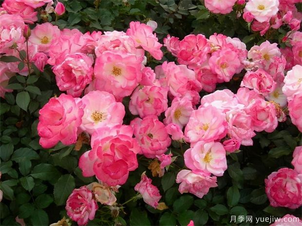 推薦給新手10大藤本月季品種，輕松選擇(圖5)