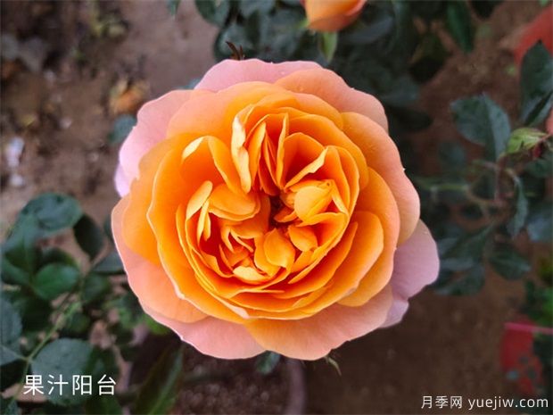 值得養護的月季品種，新手養月季要選好啊(圖1)