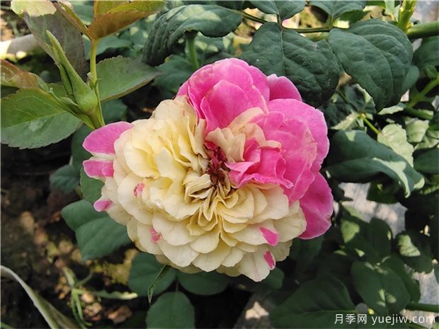 推薦88個(gè)***美月季品種，讓花友美到心醉，陶醉其中(圖1)