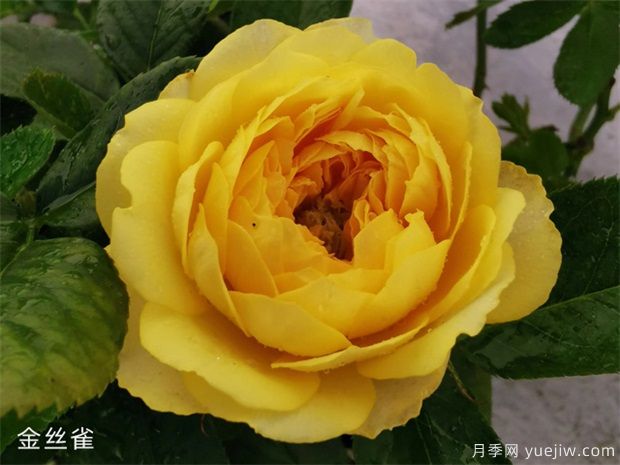 推薦88個(gè)***美月季品種，讓花友美到心醉，陶醉其中(圖2)