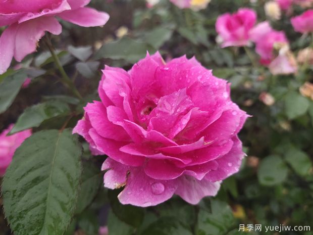 推薦88個(gè)***美月季品種，讓花友美到心醉，陶醉其中(圖4)