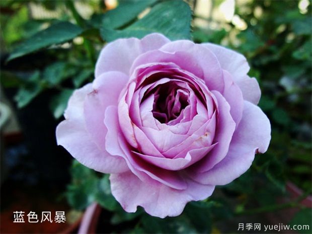 推薦88個(gè)***美月季品種，讓花友美到心醉，陶醉其中(圖7)