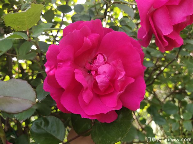 推薦88個(gè)***美月季品種，讓花友美到心醉，陶醉其中(圖16)