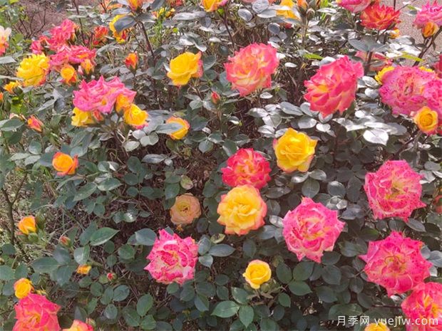 推薦88個(gè)***美月季品種，讓花友美到心醉，陶醉其中(圖17)
