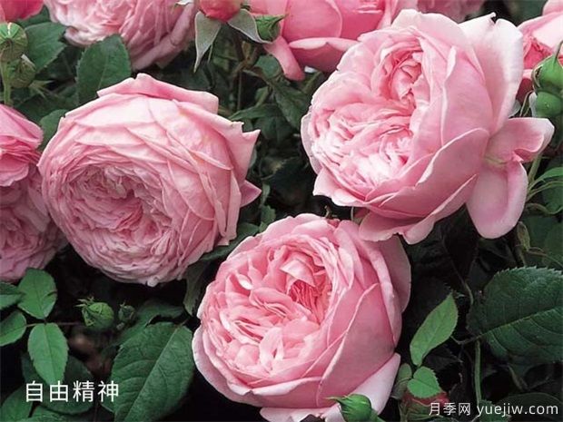 推薦88個(gè)***美月季品種，讓花友美到心醉，陶醉其中(圖9)