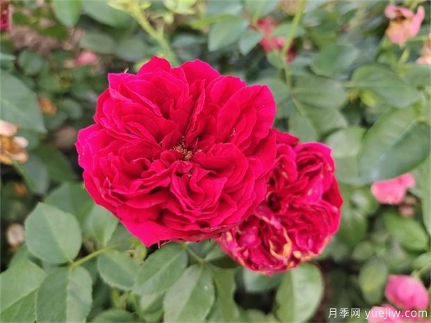 推薦88個(gè)***美月季品種，讓花友美到心醉，陶醉其中(圖11)