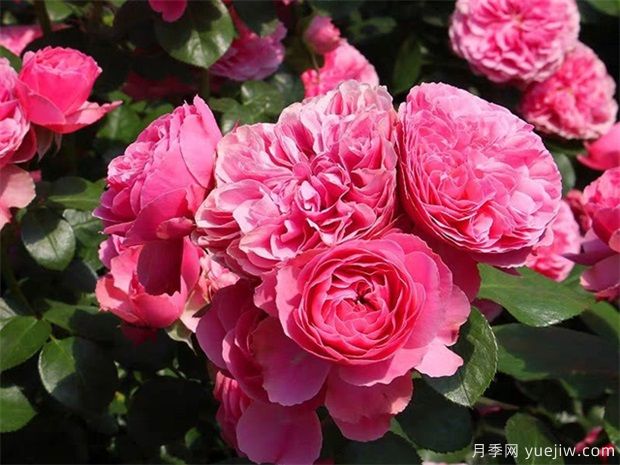 推薦88個(gè)***美月季品種，讓花友美到心醉，陶醉其中(圖13)