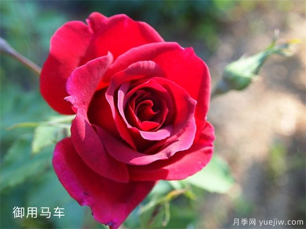 推薦88個(gè)***美月季品種，讓花友美到心醉，陶醉其中(圖14)