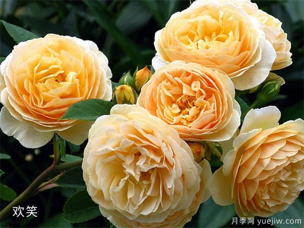 推薦88個(gè)***美月季品種，讓花友美到心醉，陶醉其中(圖19)