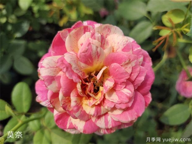 推薦10個(gè)灌木月季，適合陽(yáng)臺庭院新手種植(圖2)