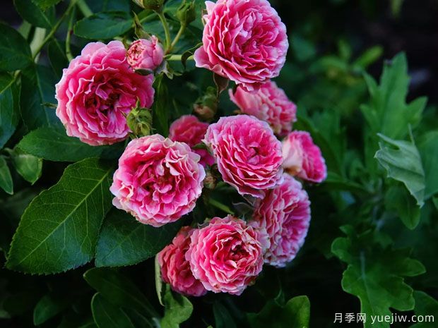 長(cháng)勢很快的一個(gè)爬藤月季，種下一棵胭脂扣月季(圖2)