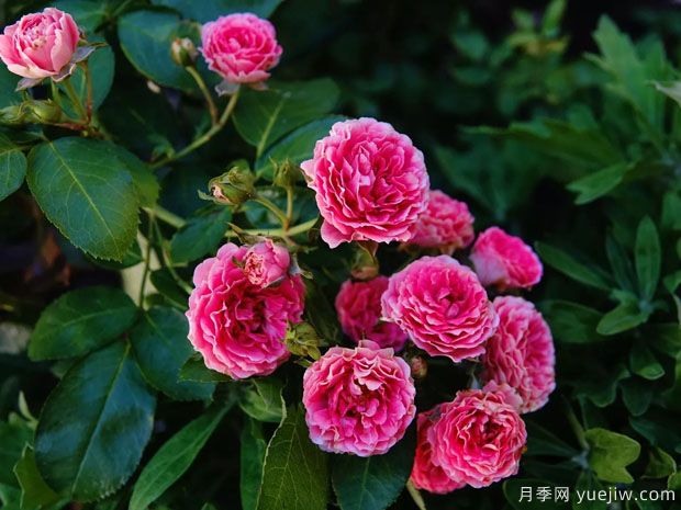 長(cháng)勢很快的一個(gè)爬藤月季，種下一棵胭脂扣月季(圖1)