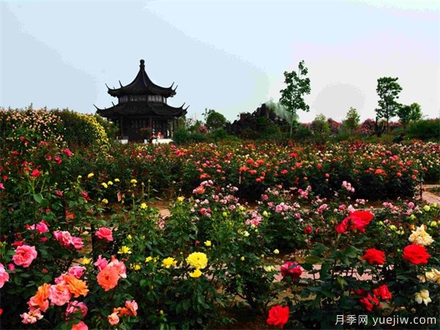 參觀(guān)南陽(yáng)月季園作文300字(圖1)