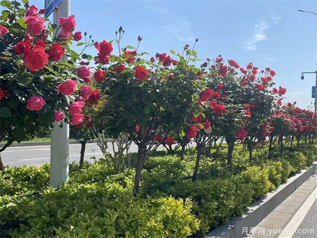 樹(shù)狀月季(圖3)
