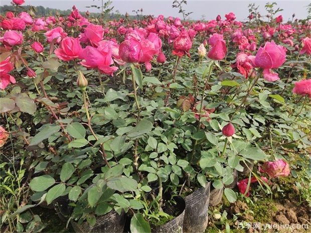 夏季月季如何養，分享幾個(gè)技巧(圖1)