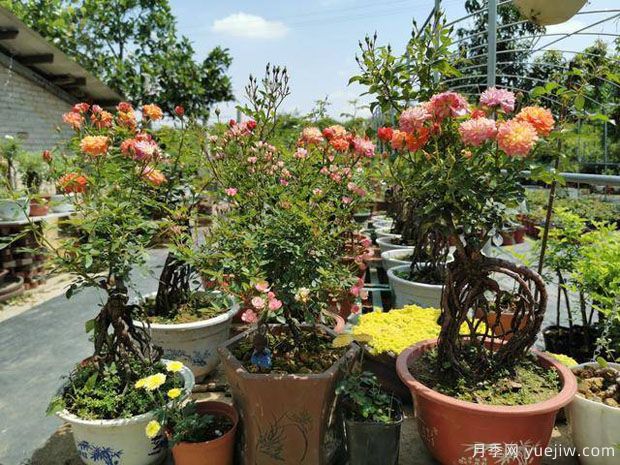惠州朱詩(shī)豪：月季園里開(kāi)出致富花(圖2)