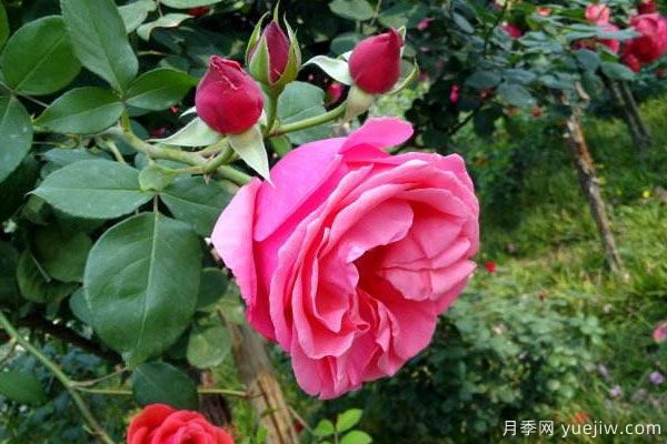月季樹(shù)苗大概多少錢(qián)一棵？南陽(yáng)產(chǎn)地價(jià)格美麗(圖2)
