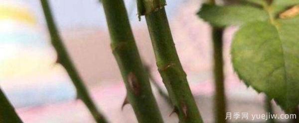 小青桿樹(shù)狀月季栽培如何管理？嫁接怎么做？(圖1)