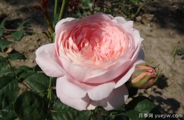 如何根據葉子的情況來(lái)判斷樹(shù)狀月季的生長(cháng)狀況？(圖1)
