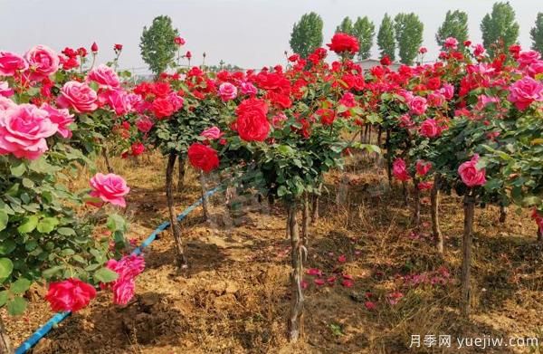 決定樹(shù)狀月季嫁接成活率的要素有什么？(圖1)