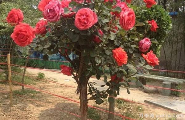 樹(shù)狀月季，是如何長(cháng)成一棵五顏六色的月季花樹(shù)呢(圖1)