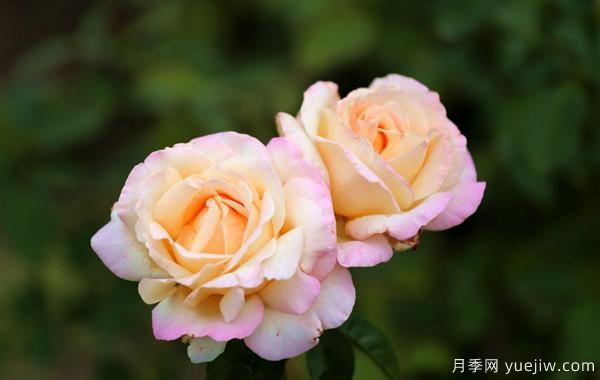 多色樹(shù)狀月季的管理六要素(圖1)