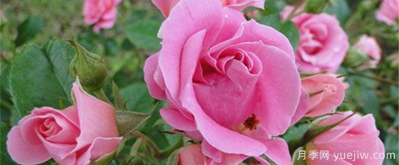 盆栽月季花，在不同時(shí)節，養育有什么注意點(diǎn)？(圖1)