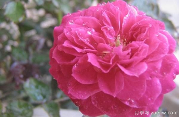 花樣苗木講述，光照對月季花花期有什么影響呢？(圖1)