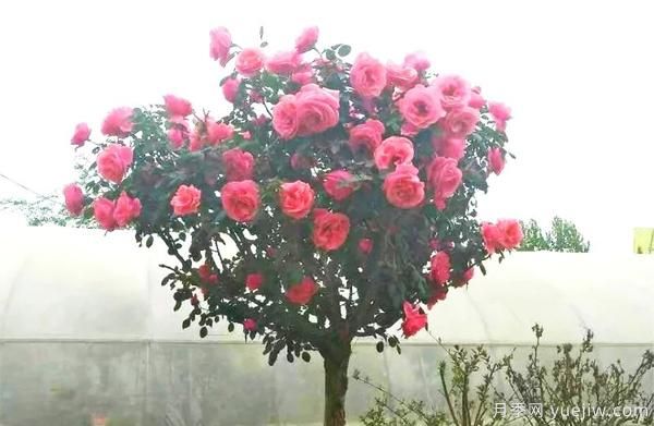 景觀(guān)月季花謝之后，如何養護可以二次花開(kāi)？(圖1)