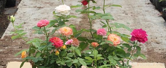 影響盆栽月季花生長(cháng)的原因分析(圖1)