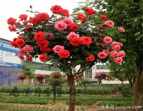 月季花遇到鉆蛀型害蟲(chóng)，該怎么解決呢？(圖1)