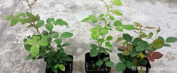 盆栽月季種植過(guò)程中，有幾項日常檢查措施可以了解(圖1)