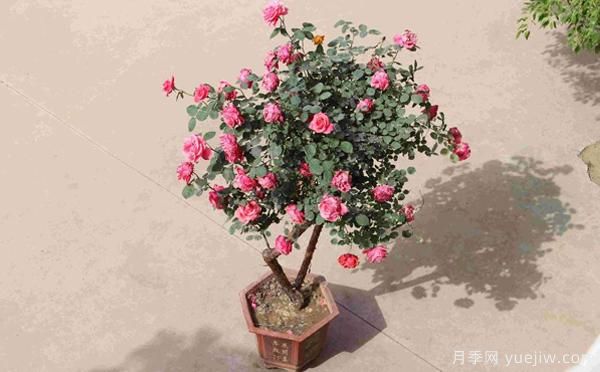 古樁盆栽月季培養，主要的設施需求？來(lái)了解下(圖1)