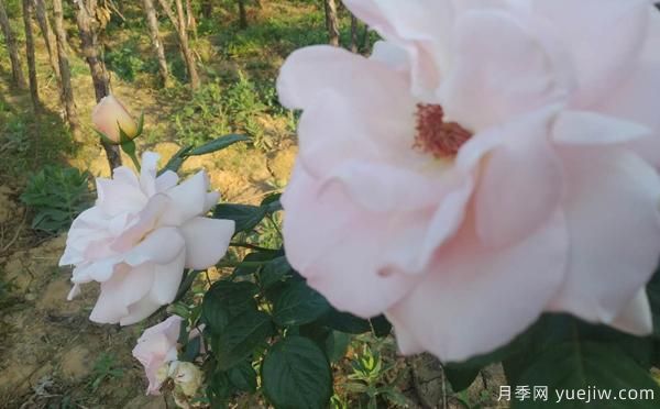 根據月季病害，綜合治理，一起來(lái)多了解下(圖1)