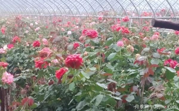 樹(shù)狀月季的具體養殖辦法，月季基地來(lái)介紹(圖1)
