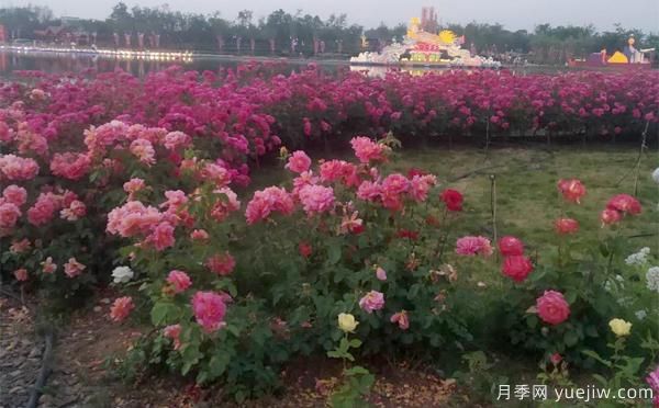 樹(shù)狀月季嫁接后，何時(shí)適合播種呢？(圖1)