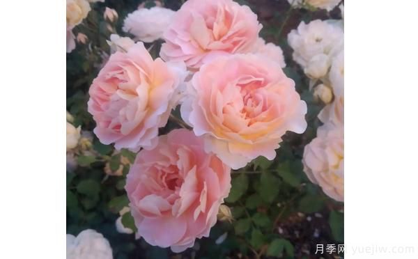 樹(shù)狀月季花矮小，這樣做讓它成長(cháng)(圖1)