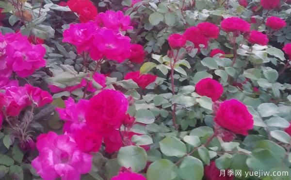 景區樹(shù)狀月季樹(shù)的品種，具備的特點(diǎn)(圖1)