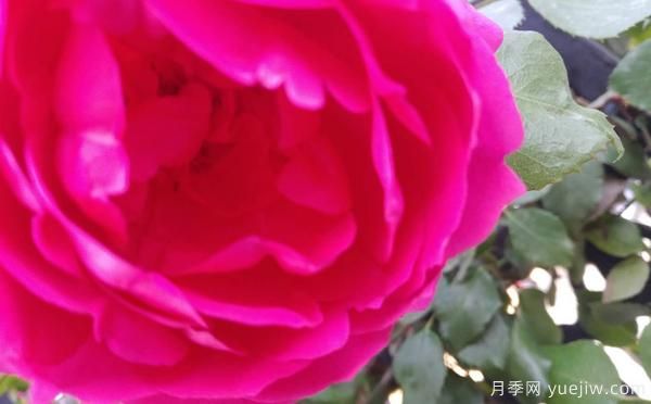 4公分樹(shù)狀月季的灌溉技術(shù)是怎樣的？(圖1)