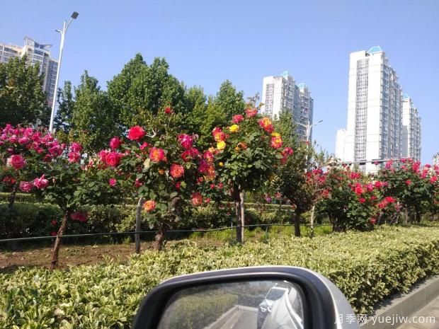 天快熱了，粉色樹(shù)狀月季的盆栽技術(shù)該如何養呢？(圖1)